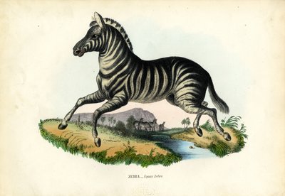 Zebra, 1863-79 da Raimundo Petraroja